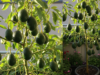How to Successfully Grow Avocados in Pots and Save Money