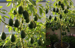 How to Successfully Grow Avocados in Pots and Save Money