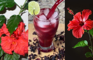 Unlock the Power of Hibiscus: Benefits and How to Use It at Home