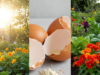 Eggshells in Your Home and Garden: 15 Brilliant Uses You’ve Never Tried