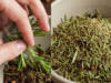 Rosemary + Cloves: A Powerful Secret You Won’t Hear Anywhere Else