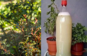 Say Goodbye to Mealybugs, Aphids, and Pests with This One Product