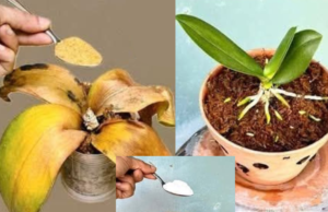 The Secret to Reviving Old Orchids—You’ll Never Throw Them Again