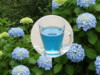 The Secret to Blue Hydrangeas: One Cup is All You Need