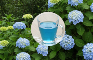 The Secret to Blue Hydrangeas: One Cup is All You Need