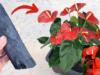 Get Your Anthurium to Bloom All Year with This Simple Trick