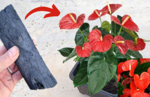 Get Your Anthurium to Bloom All Year with This Simple Trick