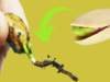 Growing Pistachios from Seed: A Step-by-Step Guide for Your Backyard
