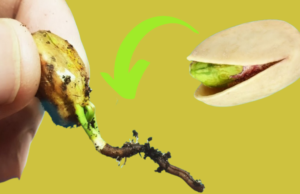 Growing Pistachios from Seed: A Step-by-Step Guide for Your Backyard