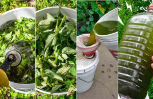 Make Your Own Stinging Nettle Fertilizer Tea to Nourish Your Plants