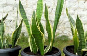 Boost Your Mother-in-Law’s Tongue Plant with This Easy Trick