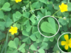 8 Surprising Health Benefits of Wood Sorrel You Never Knew About