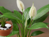 Make Your Peace Lily Last a Lifetime: Water It with This Simple Solution