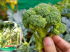 How to Successfully Grow Healthy Broccoli in Containers at Home