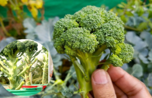 How to Successfully Grow Healthy Broccoli in Containers at Home