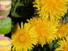 Why Dandelions Are More Powerful Than You Think