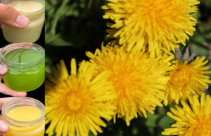 Why Dandelions Are More Powerful Than You Think
