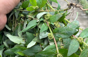 Unlocking the Power of Euphorbia Thymifolia: Surprising Health Benefits