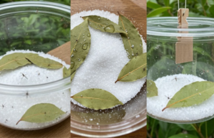 Leave This in Your House for 1 Hour – No More Flies, Mosquitoes, or Cockroaches!