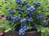 Blueberries in Pots: A Step-by-Step Guide to Growing Success
