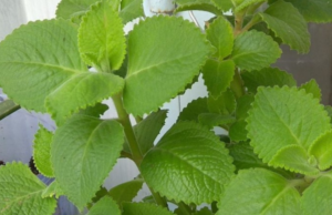 18 Powerful Benefits of Oregano (Orégano Orejón) and Why You Need It at Home