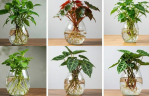 13 Gorgeous Indoor Plants You Can Easily Grow in Water