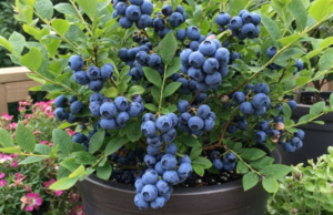 Blueberries in Pots: A Step-by-Step Guide to Growing Success