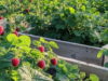 The Ultimate Guide to Growing Giant Raspberries in Raised Beds