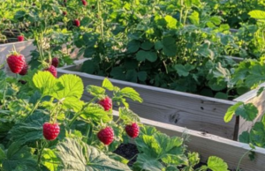 The Ultimate Guide to Growing Giant Raspberries in Raised Beds