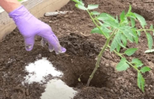 The Secret Benefits of Epsom Salt: Why Every Gardener Needs It