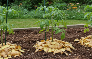 Don’t Throw Away Potato Peels! Here’s How They Can Save You Money