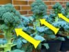 Easily grow broccoli at home in a container with this step-by-step guide