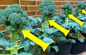 Easily grow broccoli at home in a container with this step-by-step guide